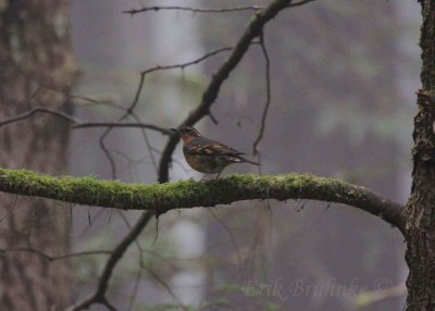 Varied Thrush - with an amazingly beautiful song