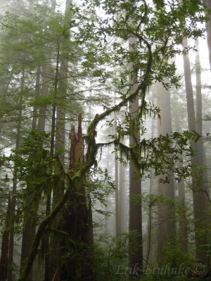 Within the Redwood Forest