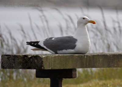 Western Gull... relaxing human-style