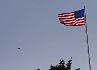 Peregrine Falcon flying beyond the American Flag
