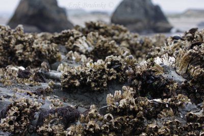 Barnacles exposed during negative tide