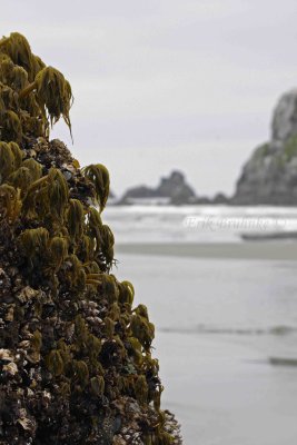 Exposed ocean-dwelling plants during negative tide