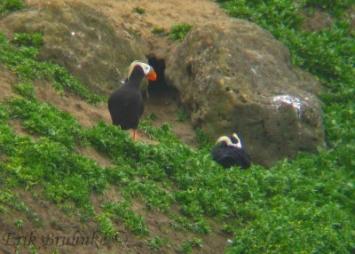 Tufted Puffin pair... they excavated that burrow!!
