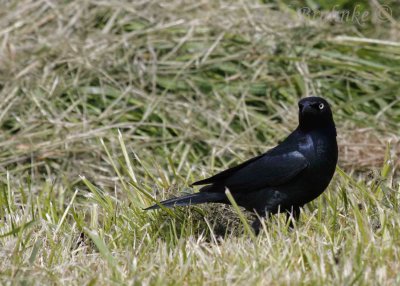 Brewer's Blackbird (male)