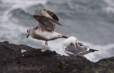 Herring Gull, potential for first-cycle Vega Herring Gull (stretching) next to Western Gull