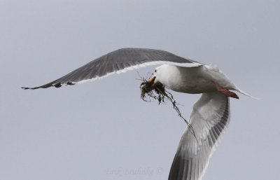 Time for the Western Gull to make a nest!