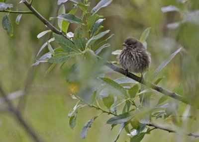 Fledgling Song Sparrow
