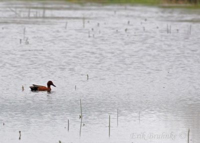 Cinnamon Teal