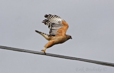 Red-shouldered Hawk (California race) taking off