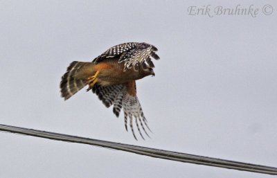 Red-shouldered Hawk (California race) taking off