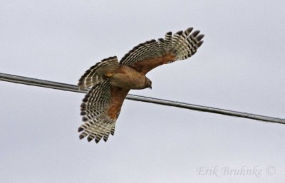 Red-shouldered Hawk (California race)