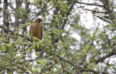 Red-shouldered Hawk (California race)