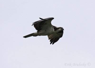 Osprey