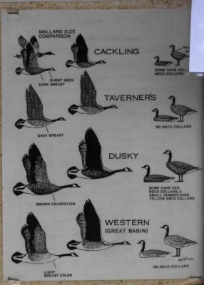 Sign for identifying Canada Geese races, at Fern Ridge