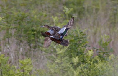 Cinnamon Teal pair in flight