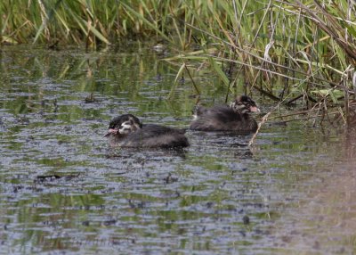 Fledgling Pied-billed Grebes... so cute!