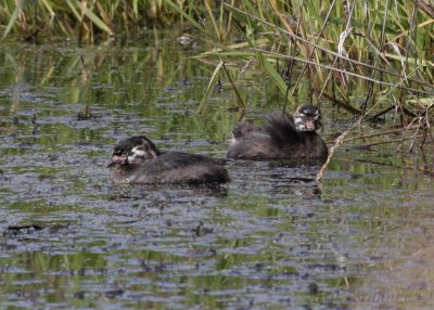 Fledgling Pied-billed Grebes