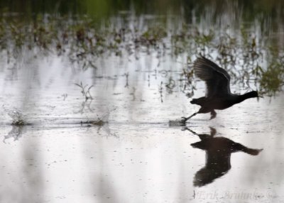 American Coot taking off!