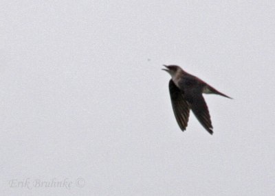 Purple Martin - catching insect (heavily cropped picture)
