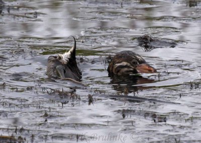 young Pied-billed Grebe - immersing like a submarine to hide