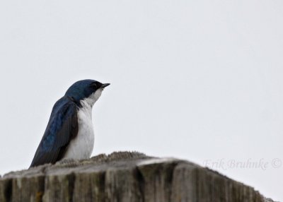 Tree Swallow... making sure the territorial coast is clear!