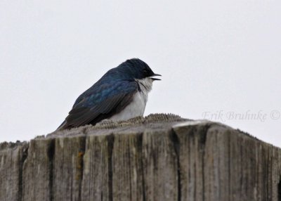 Tree Swallow... calling to make sure no swallows enter the territory!
