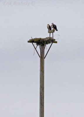 Osprey pair, on top of nesting platform
