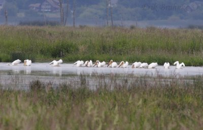 American White Pelicans swimming around