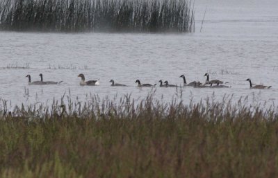 Canada Geese with Barnyard/Graylag Goose