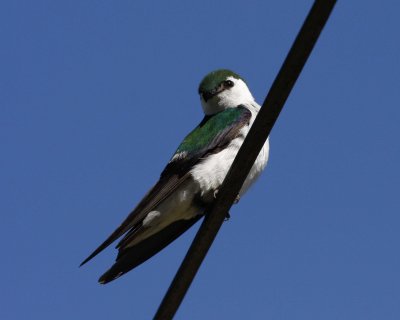 Violet-green Swallow