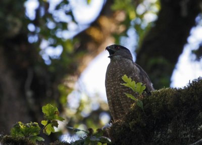 Cooper's Hawk, calling while grasping an out-of-sight meal