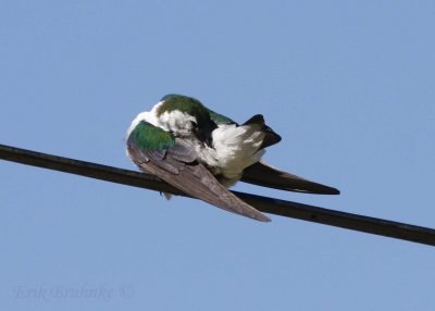 Violet-green Swallow