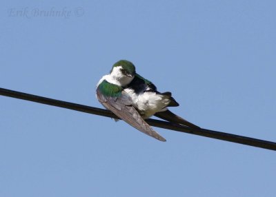 Violet-green Swallow