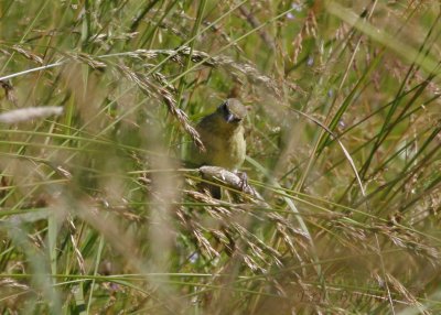 Lesser Goldfinch