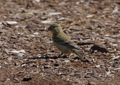 Lesser Goldfinches