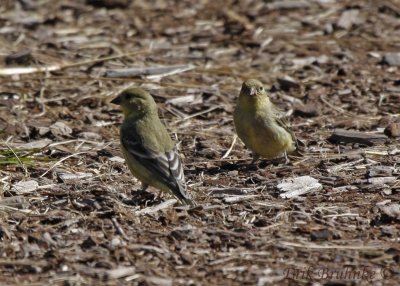 Lesser Goldfinches