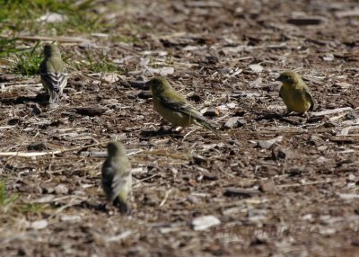 Lesser Goldfinches