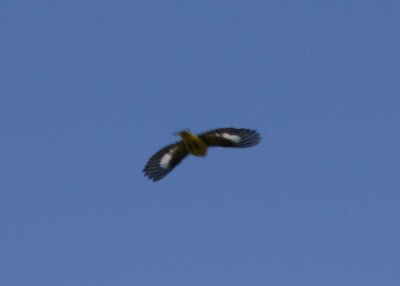 Lesser Goldfinch wings