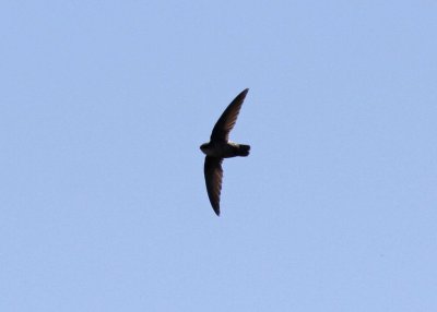 Vaux's Swift