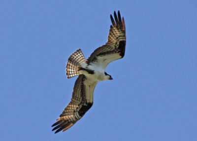 Osprey with a catch!