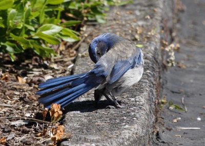 Western Scrub-jay