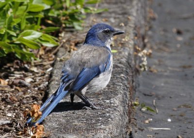 Western Scrub-jay