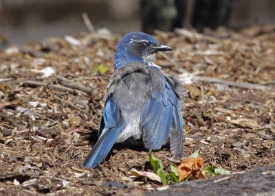 Western Scrub-jay