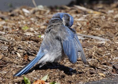 Western Scrub-jay