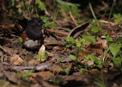Spotted Towhee
