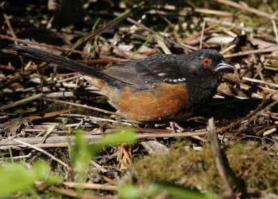Spotted Towhee