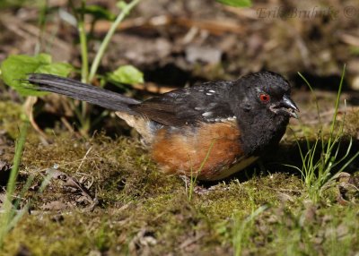 Spotted Towhee