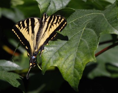 Oregon Swallowtail