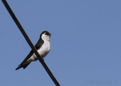 Violet-green Swallow