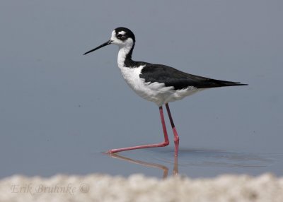 Black-necked Stilt
